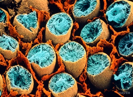 %25EA%25B3%25A0%25.jpg?type=w540_fst_n