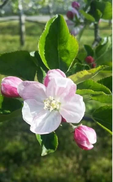 29101337_1098611006947219_3265426303293063168_n.jpg?type=w1200