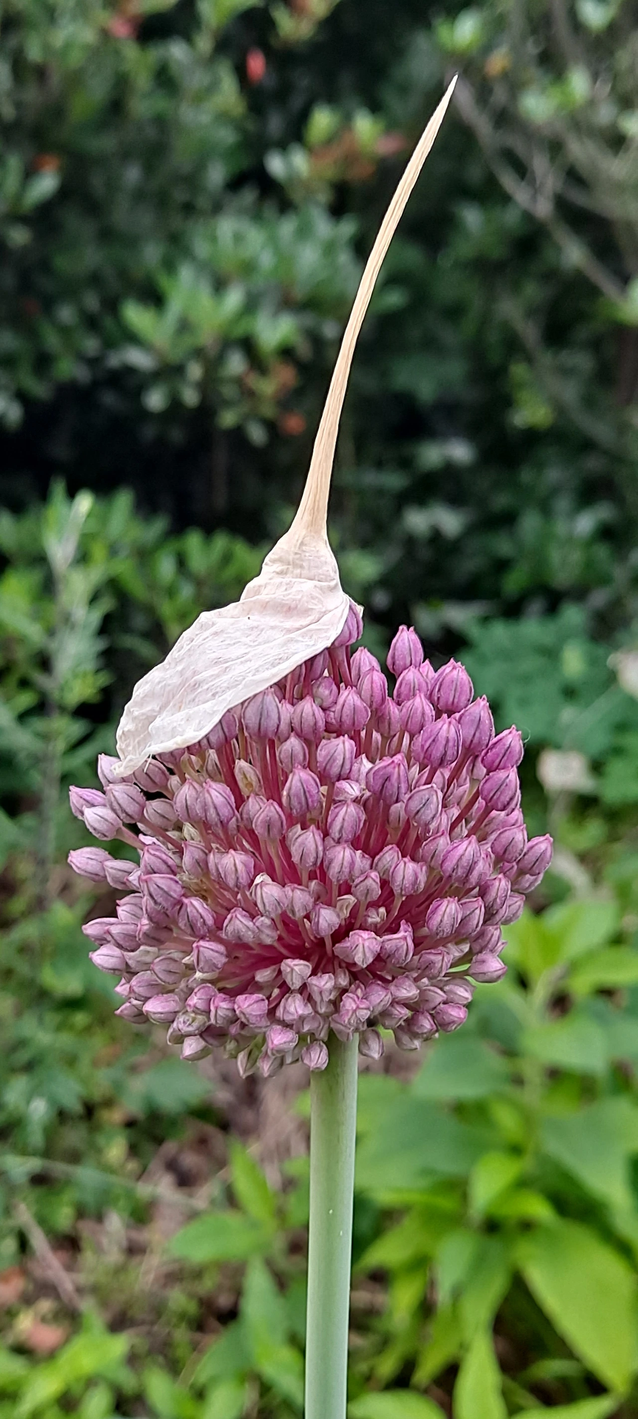 fZNDUArKabqjPqroDomcrRBeOmg.jfif