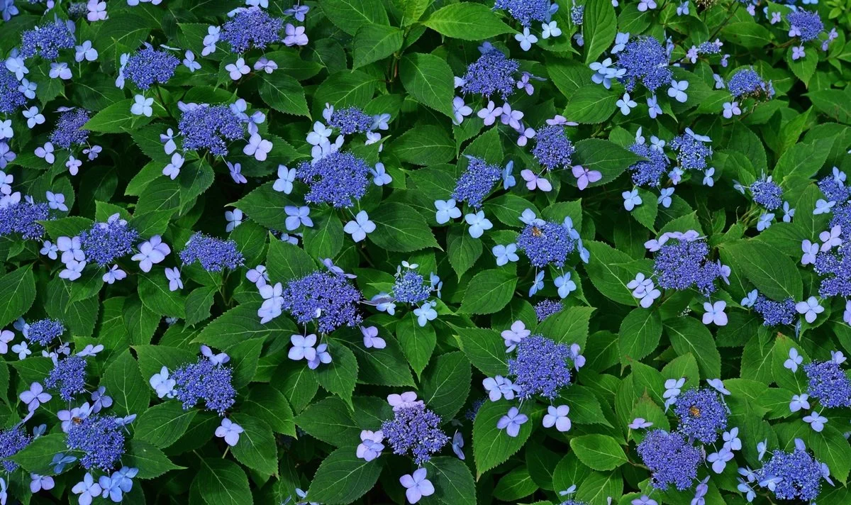 88627_82042_460.JPG?type=w1200