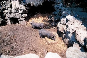 fg2_17_i2.jpg?type=w300_fst&wm=Y