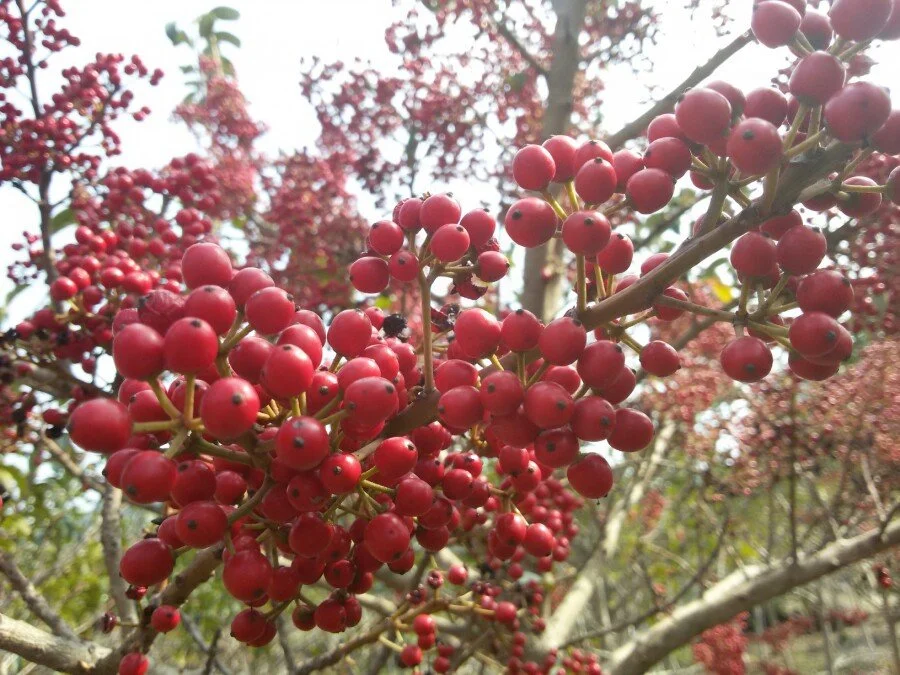 20180223_131106.jpg?type=w1200