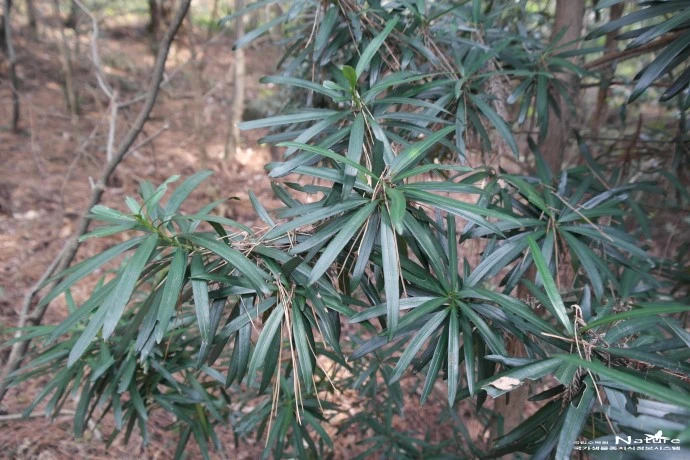 ?src=%22https%3A%2F%2Fdbscthumb-phinf.pstatic.net%2F4721_000_2%2F20161112054543678_6X78BKVQA.JPG%2Fib58_900_i1.JPG%3Ftype%3Dw690_fst_forest%26wm%3DY%22&twidth=690&theight=460&opts=17