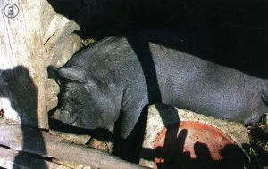 fg2_17_i5.jpg?type=w300_fst&wm=Y