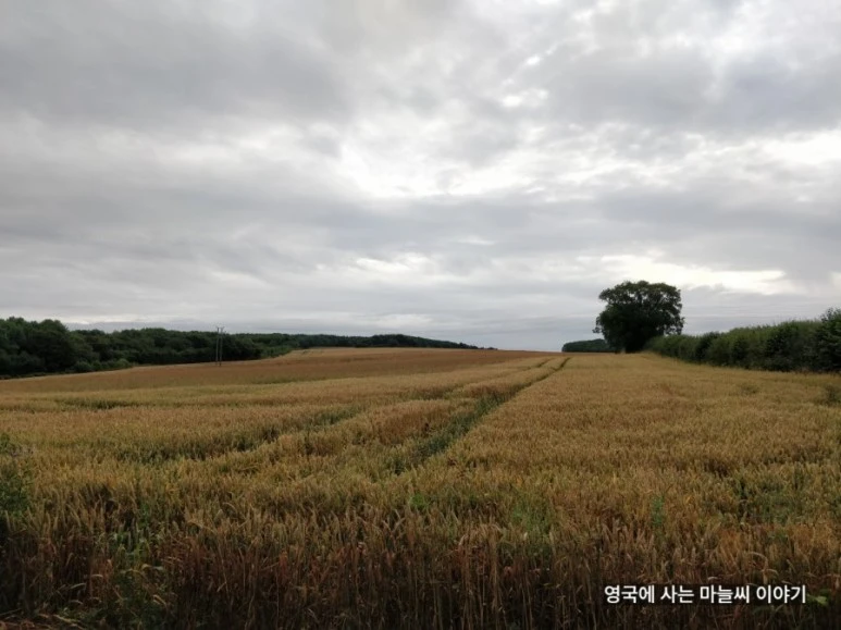 1627544836317.jpg?type=w773