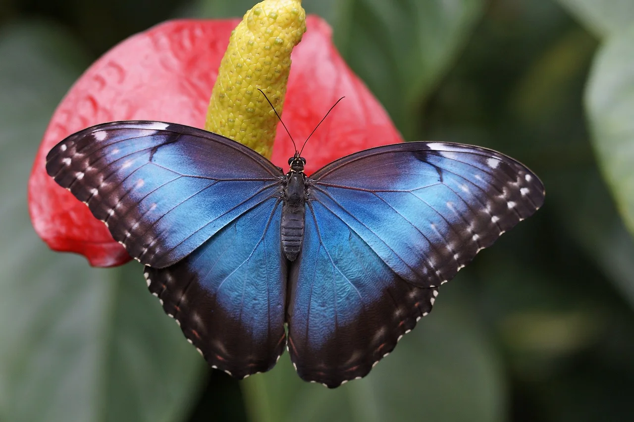 blue-morpho-784979_1920.jpeg