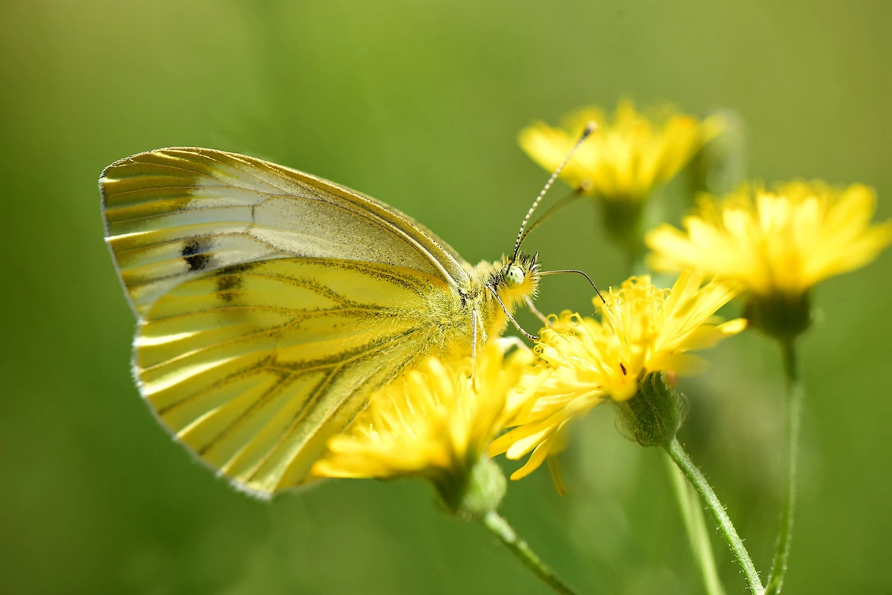cabbage-white-4320159_1920.jpeg