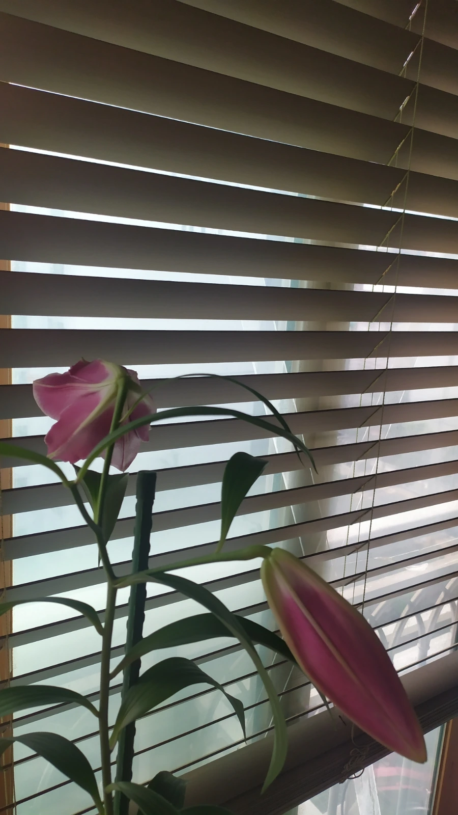 900%EF%BC%BFIMG%EF%BC%BF20250609%EF%BC%BF075758.jpg?type=w1