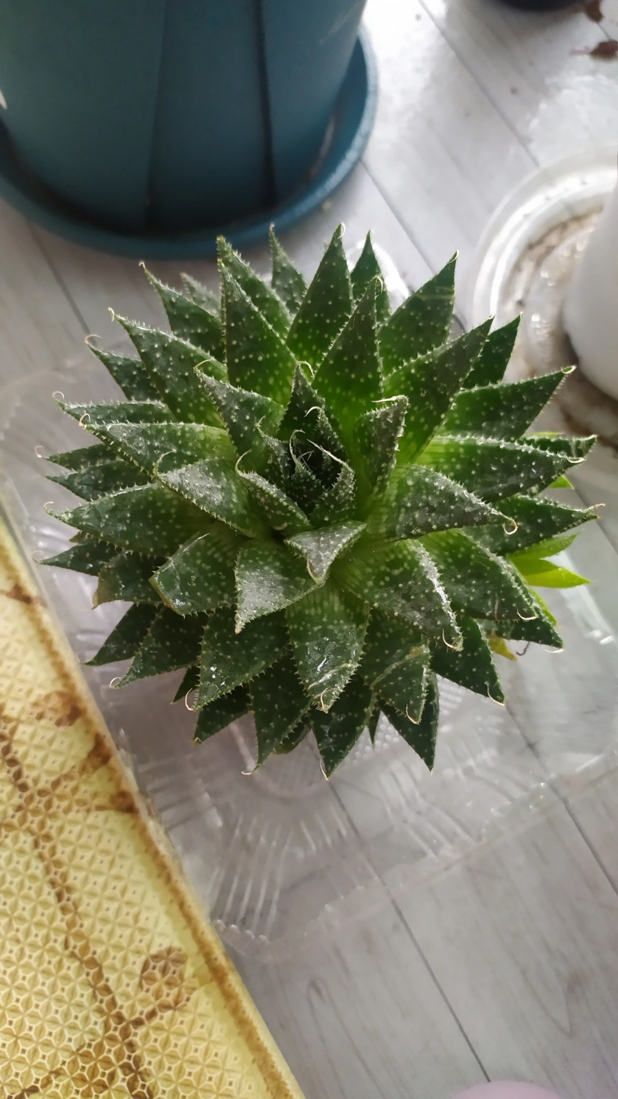 900%EF%BC%BFIMG%EF%BC%BF20250531%EF%BC%BF170329.jpg?type=w1