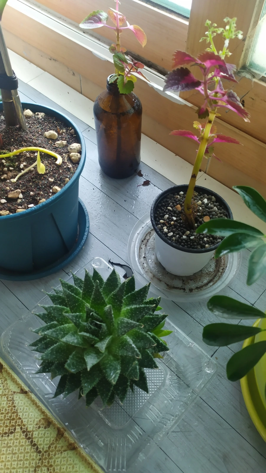 900%EF%BC%BFIMG%EF%BC%BF20250531%EF%BC%BF170326.jpg?type=w1