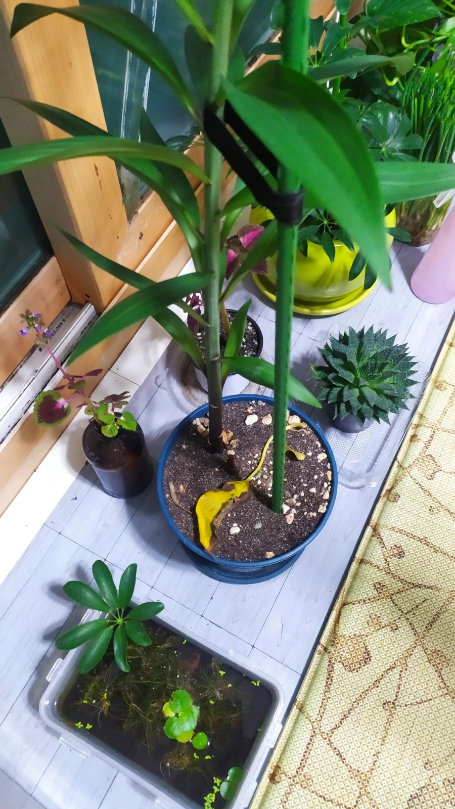 900%EF%BC%BFIMG%EF%BC%BF20250601%EF%BC%BF215512.jpg?type=w1