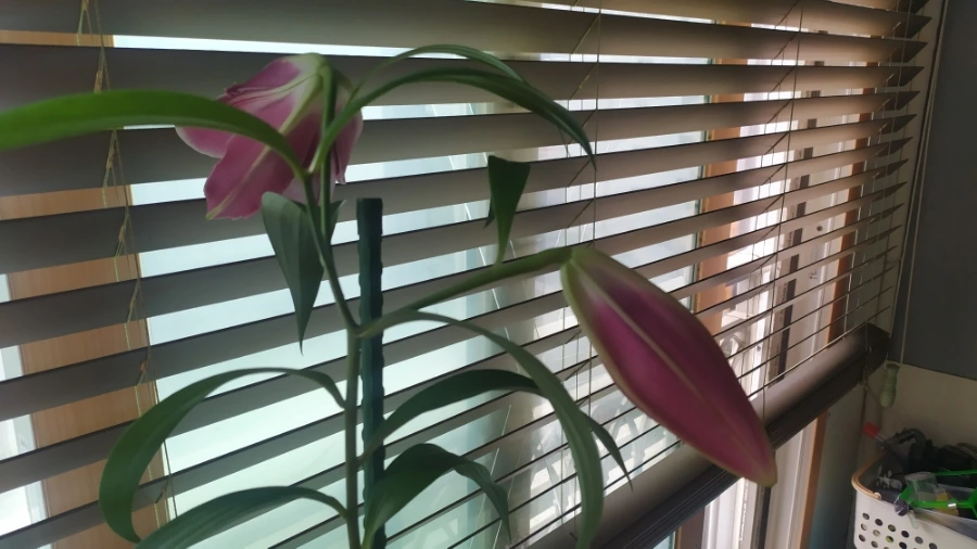 900%EF%BC%BFIMG%EF%BC%BF20250609%EF%BC%BF075747.jpg?type=w1