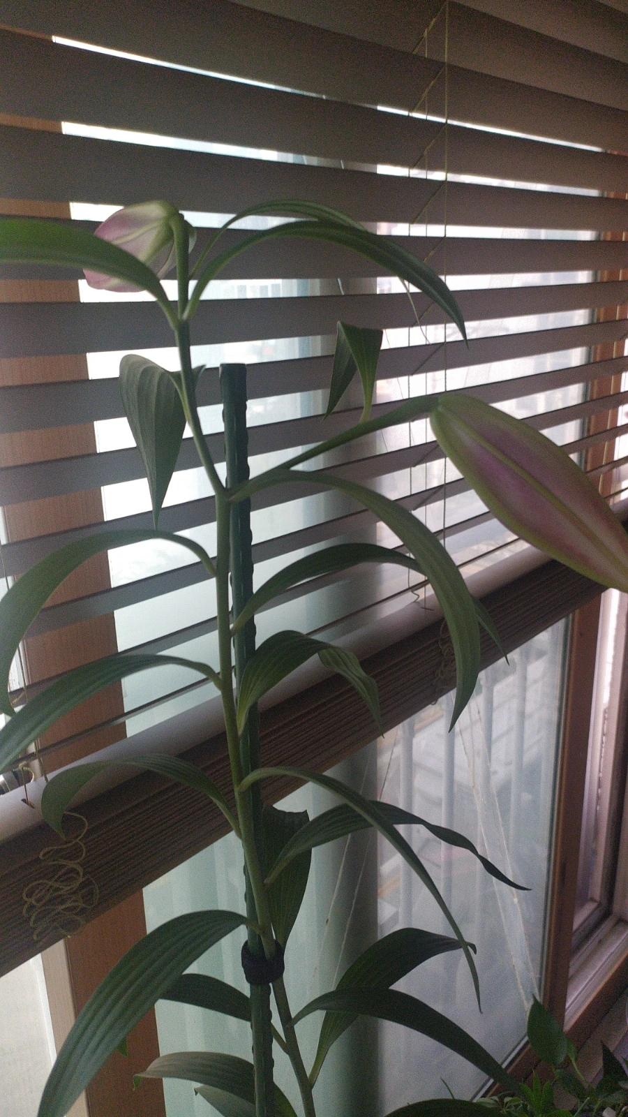 900%EF%BC%BFIMG%EF%BC%BF20250607%EF%BC%BF161330.jpg?type=w1