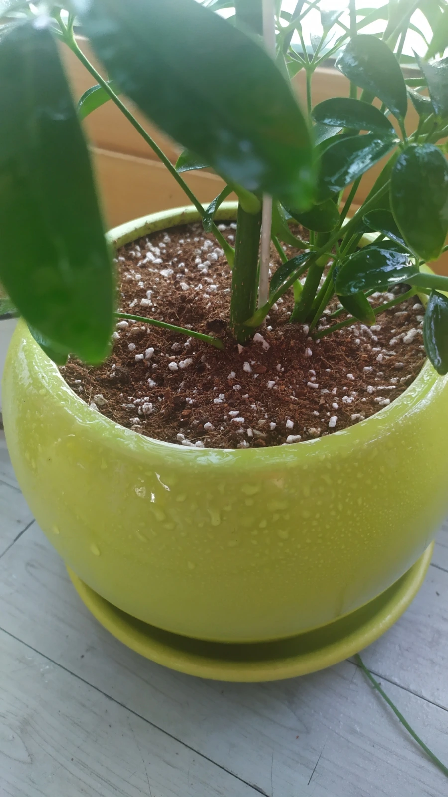 900%EF%BC%BFIMG%EF%BC%BF20250609%EF%BC%BF181803.jpg?type=w1