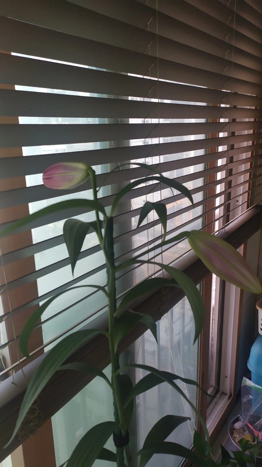 900%EF%BC%BFIMG%EF%BC%BF20250607%EF%BC%BF161323.jpg?type=w1