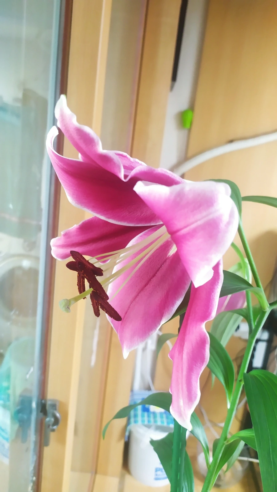 900%EF%BC%BFIMG%EF%BC%BF20250609%EF%BC%BF184127.jpg?type=w1