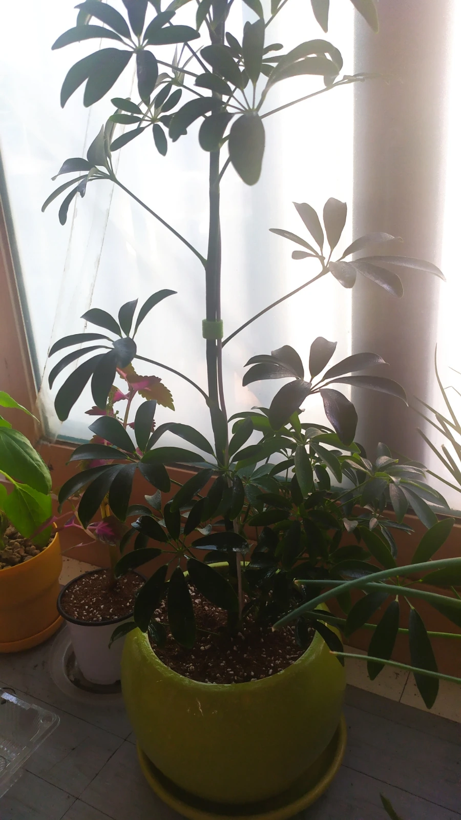 900%EF%BC%BFIMG%EF%BC%BF20250609%EF%BC%BF181758.jpg?type=w1