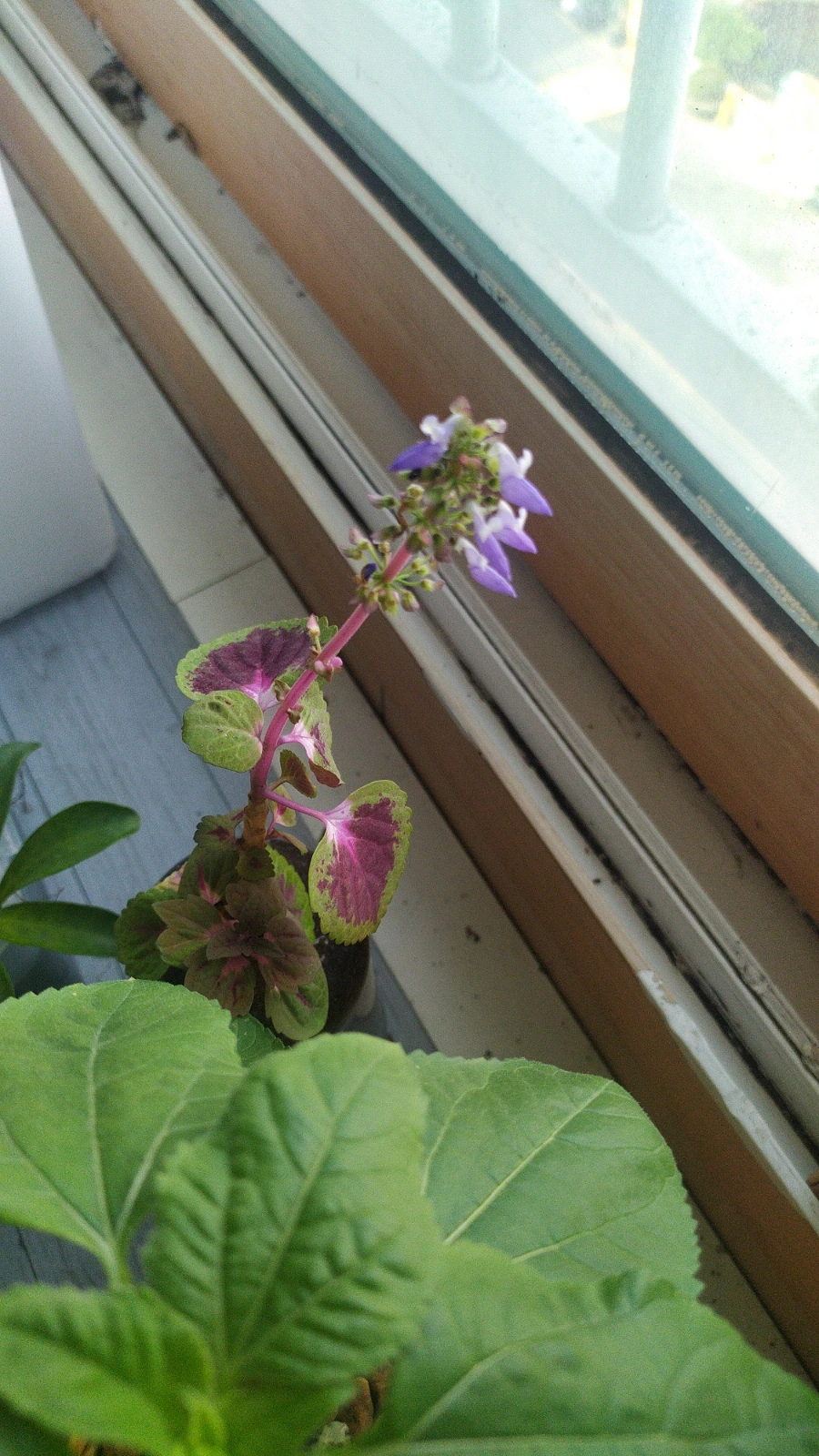 900%EF%BC%BFIMG%EF%BC%BF20250607%EF%BC%BF161356.jpg?type=w1