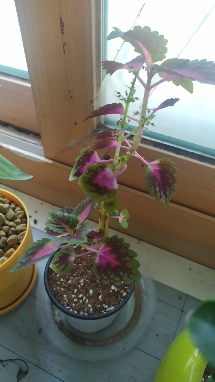 900%EF%BC%BFIMG%EF%BC%BF20250607%EF%BC%BF161403.jpg?type=w1