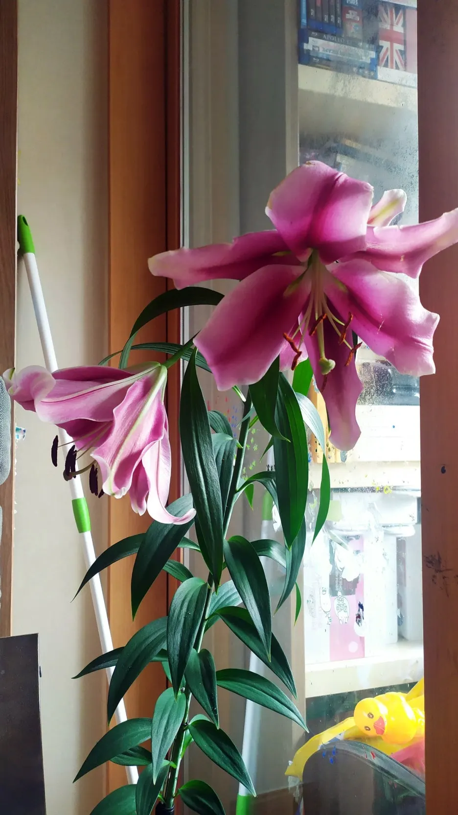 SE-c4b9414b-75da-4a01-bb3c-abf324937333.jpg?type=w1