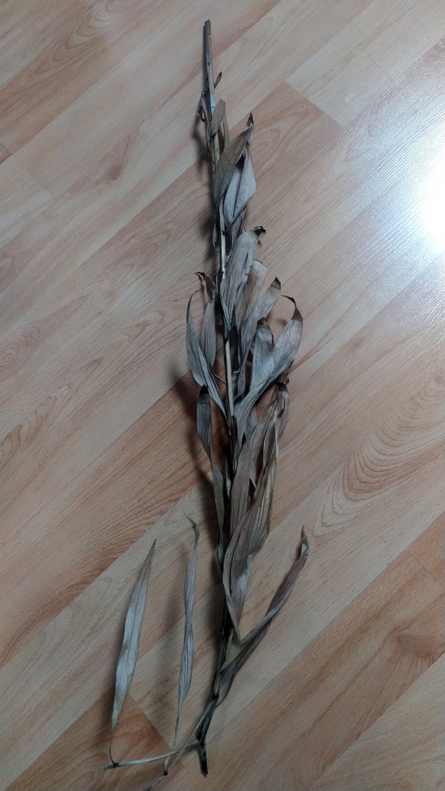 SE-a6d19d9d-0df1-11f0-93e4-55f7fdbc5436.jpg?type=w1