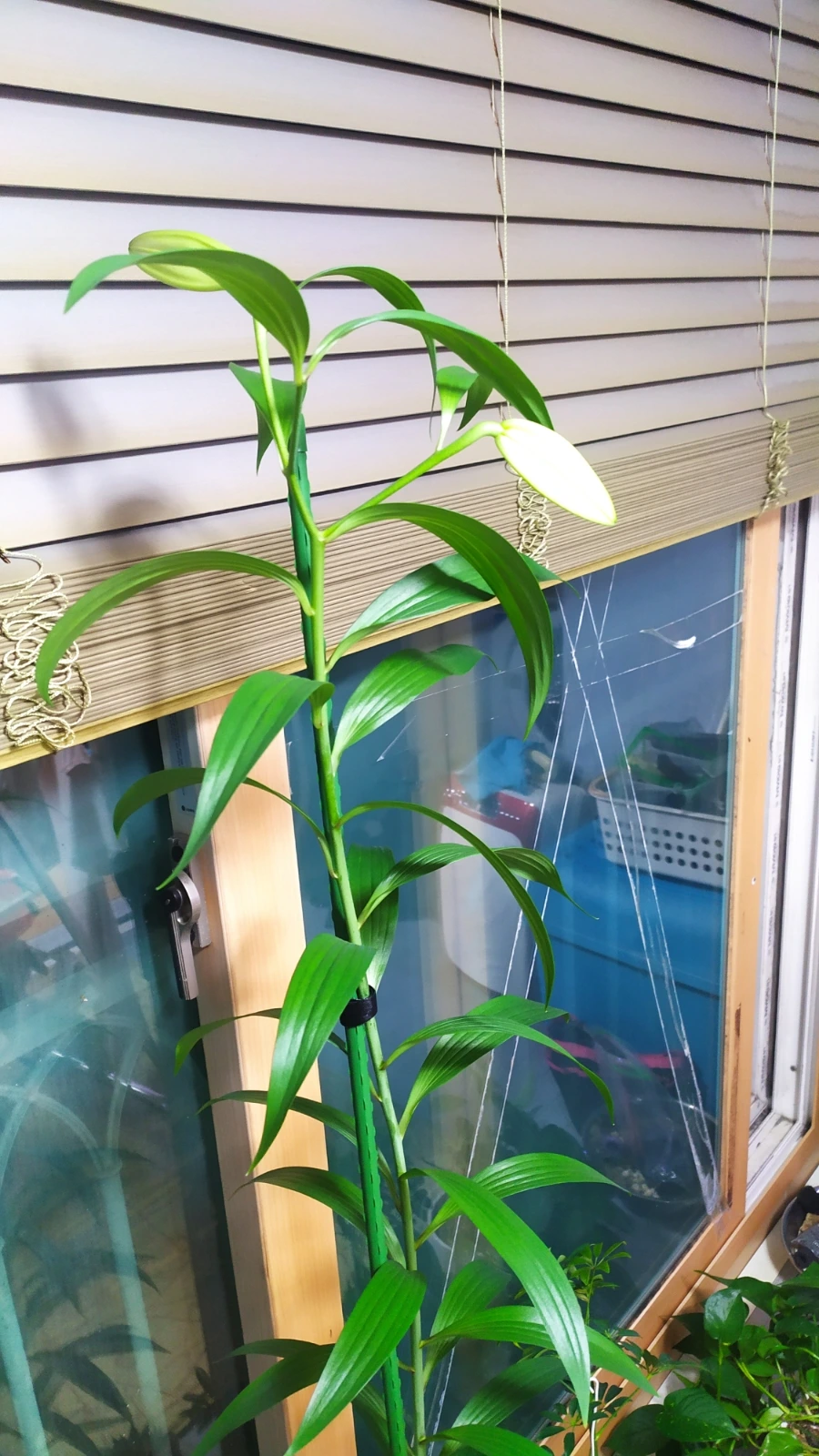 900%EF%BC%BFIMG%EF%BC%BF20250601%EF%BC%BF215507.jpg?type=w1