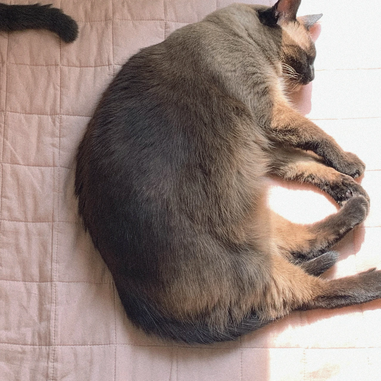 0723 kukuma insta 4.JPG