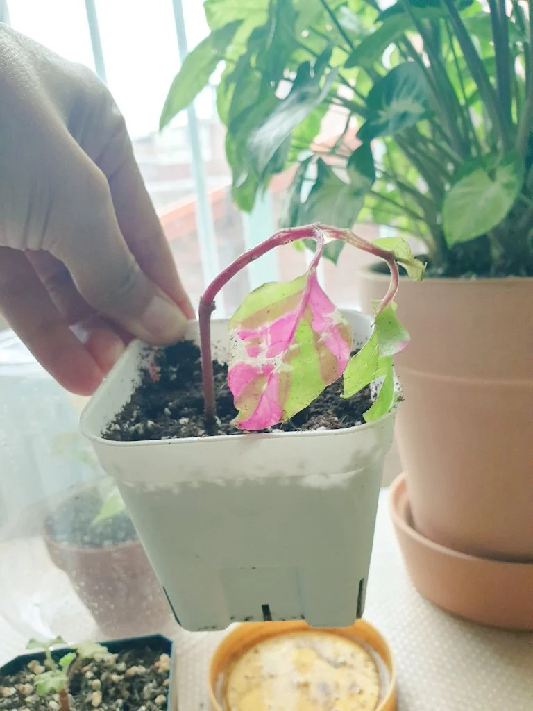 20190830_2.jpg?type=w1