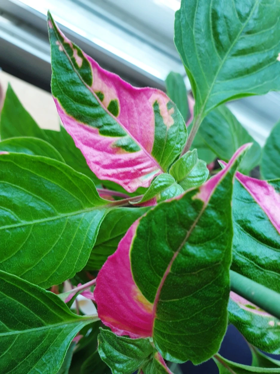 20200628_162041.jpg?type=w1