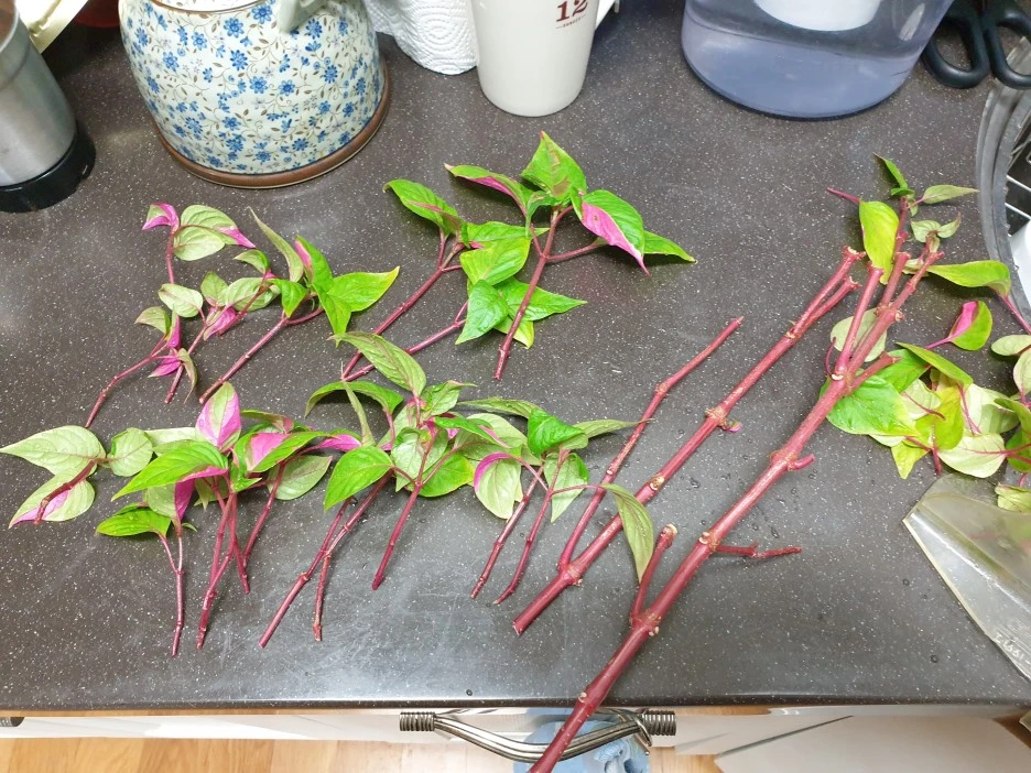 20201027_154413.jpg?type=w1