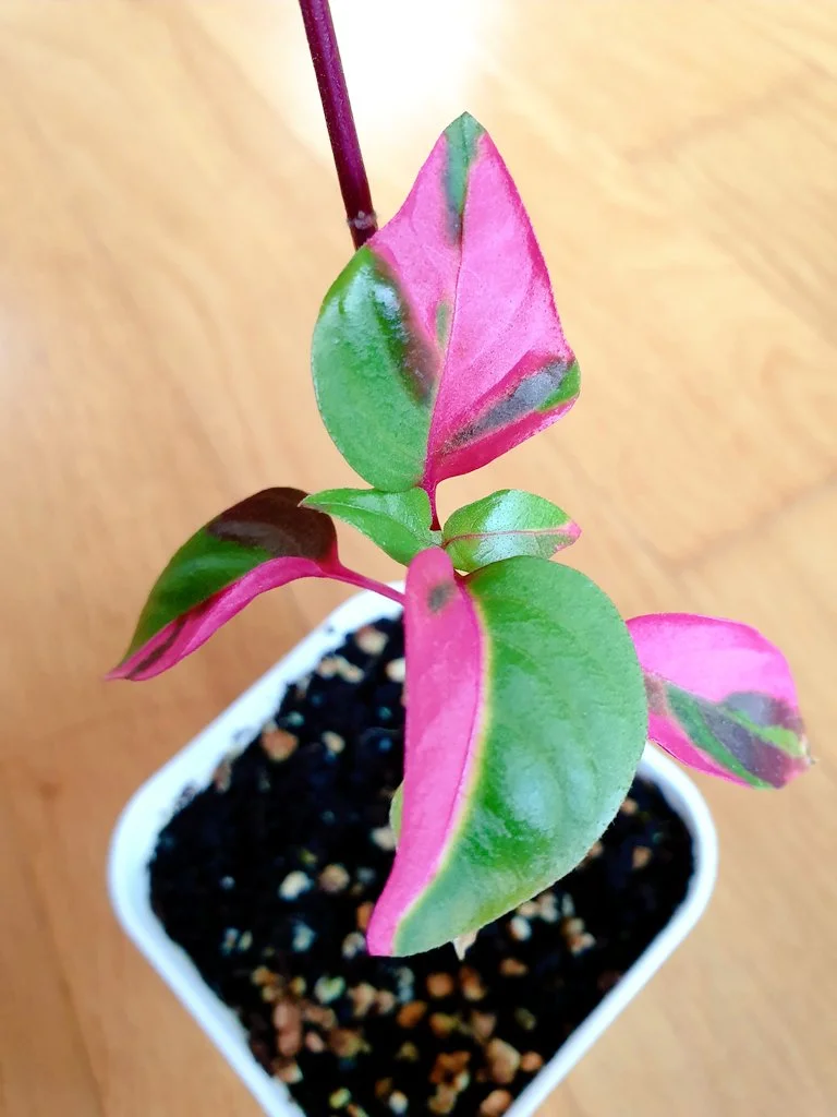 20200219_1.jpg?type=w1