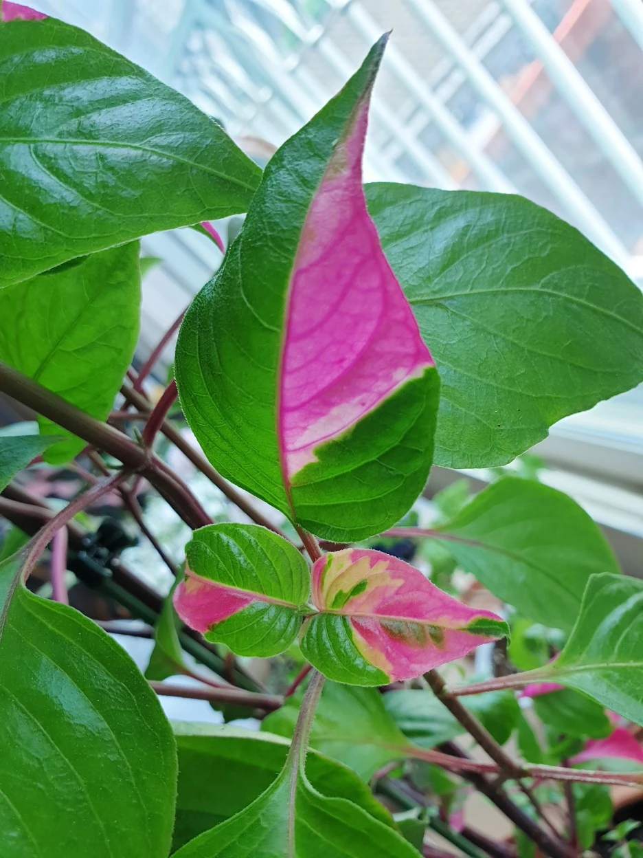 20200628_161959.jpg?type=w1