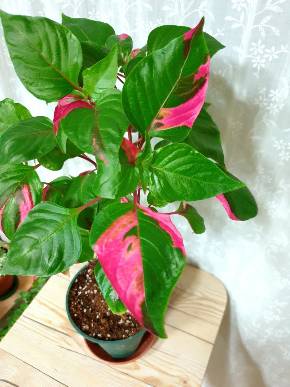 20210527_203937.jpg?type=w1