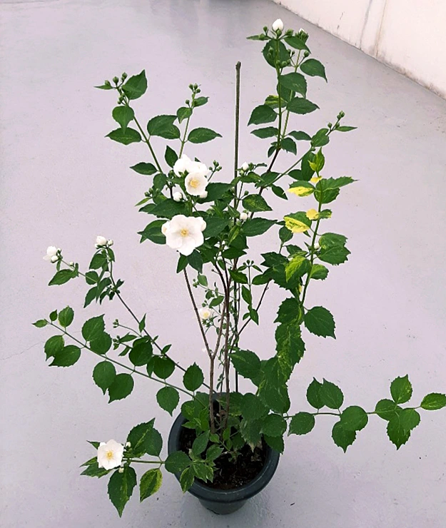 20200524_152415.jpg?type=w1