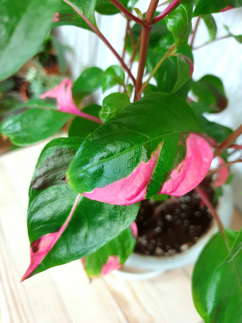 20210527_203851.jpg?type=w1