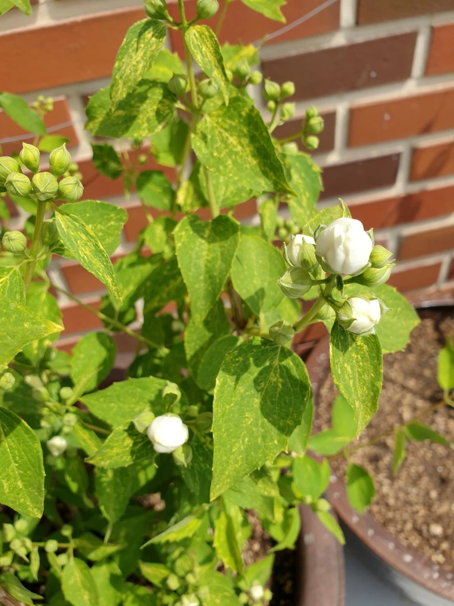 20210512_103852.jpg?type=w1