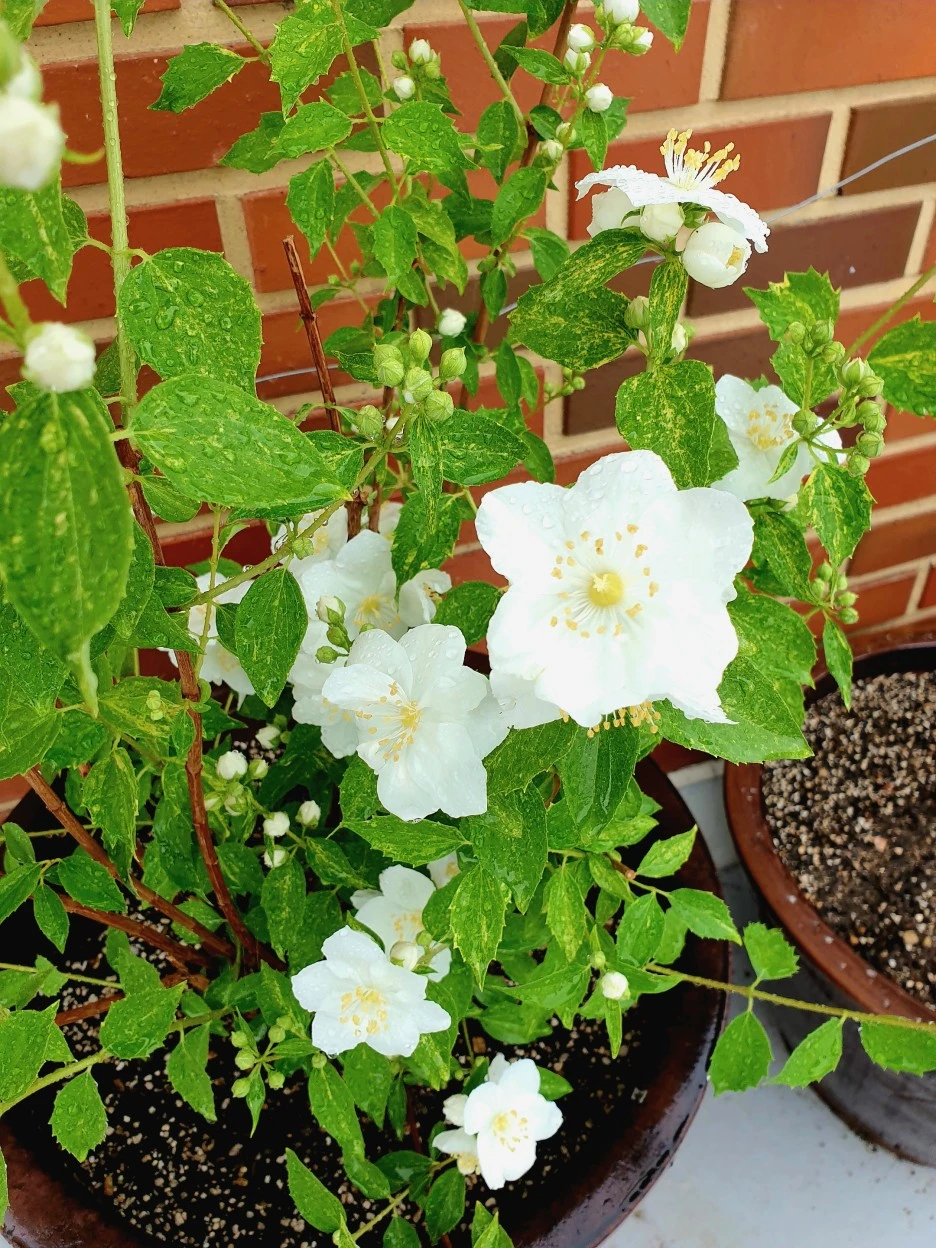 20210516_111922.jpg?type=w1