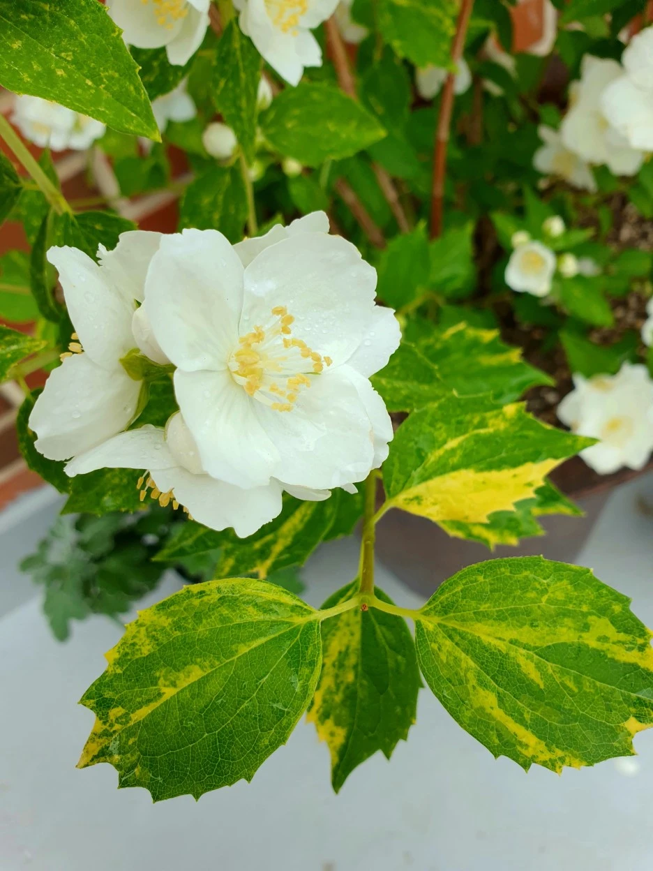 20210521_100450.jpg?type=w1