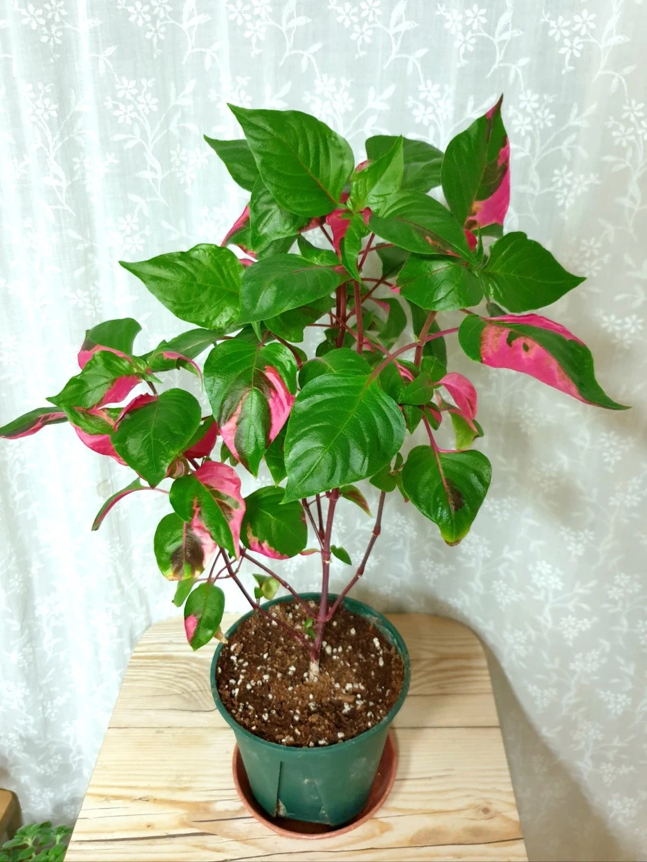 20210527_203919.jpg?type=w1