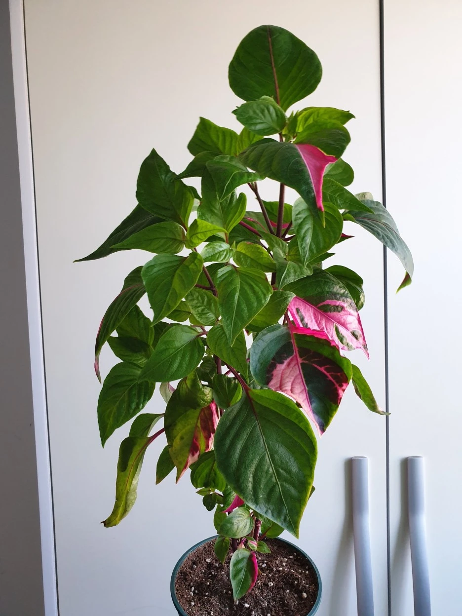 20200601_140209.jpg?type=w1