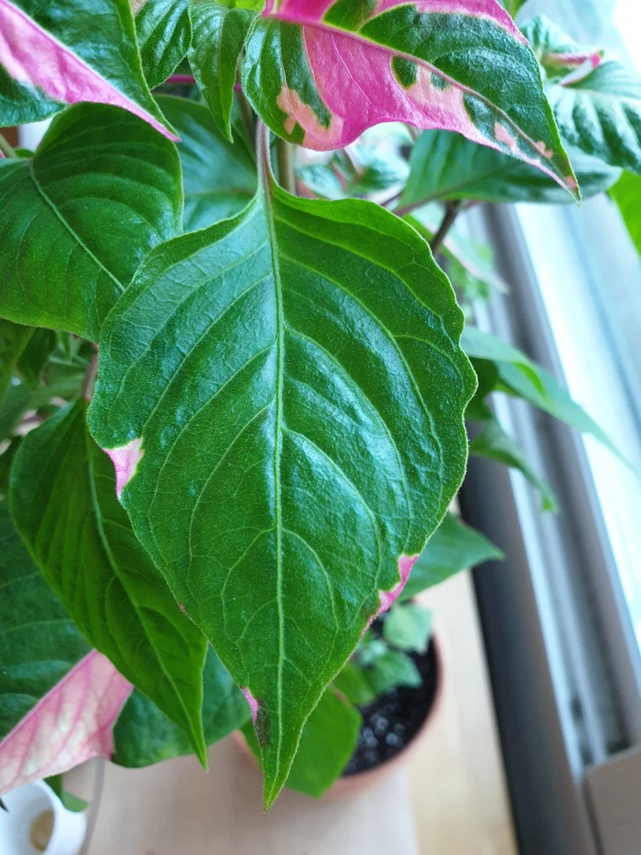 20200628_163506.jpg?type=w1