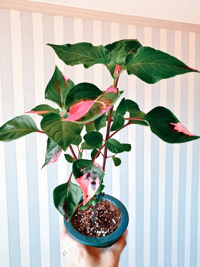 20200421.jpg?type=w1