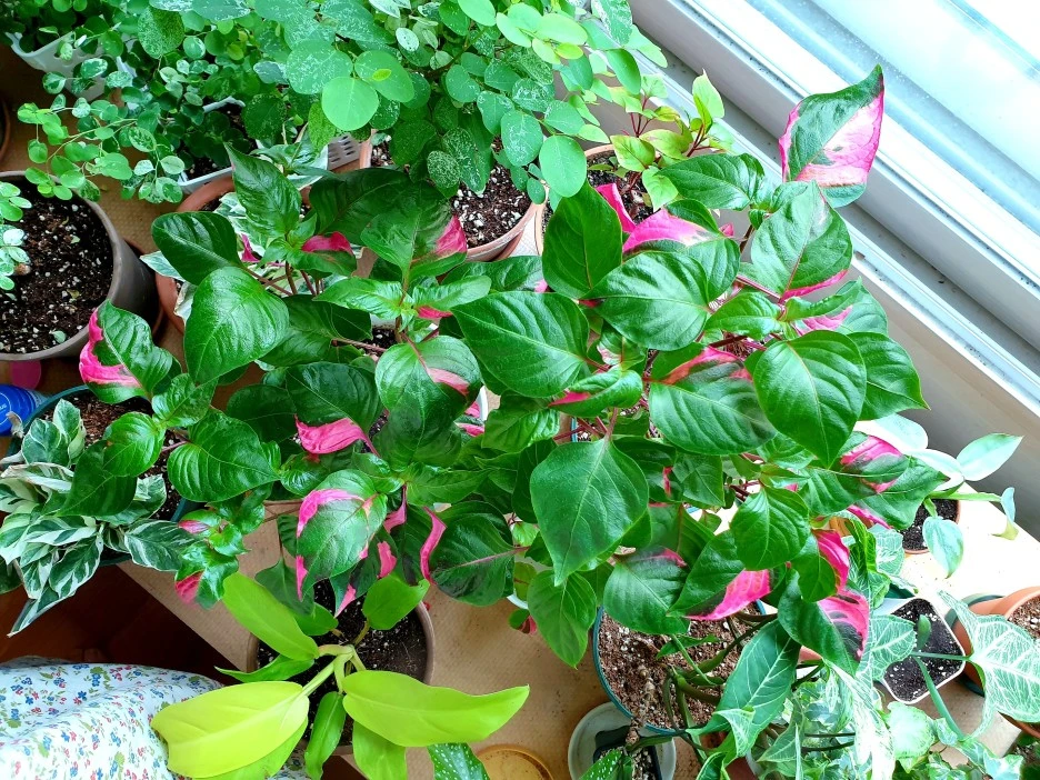 20210526_124811.jpg?type=w1