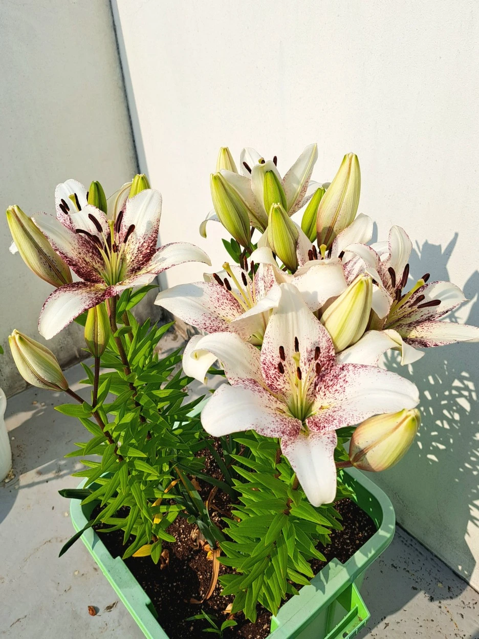 20220610_082905.jpg?type=w1