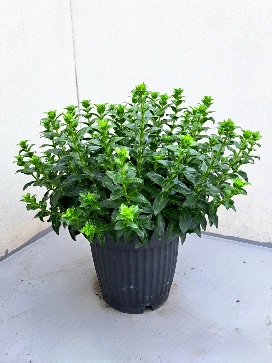 20220705_082058.jpg?type=w1