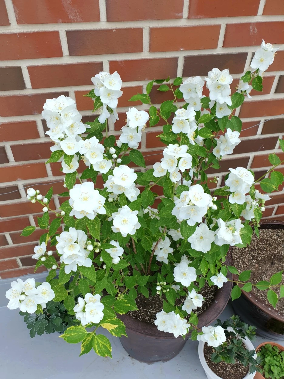 20210520_180719.jpg?type=w1