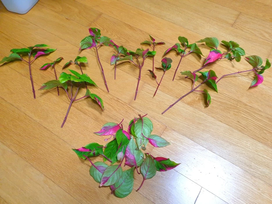 SE-6a18d140-ab47-4aa6-bae8-44dbdb371eec.jpg?type=w1