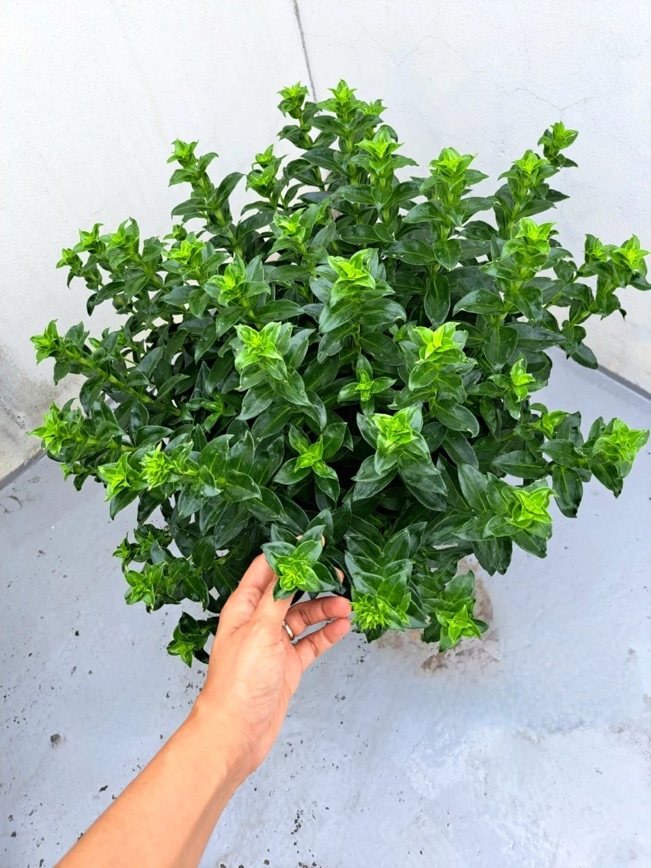 20220705_082140.jpg?type=w1