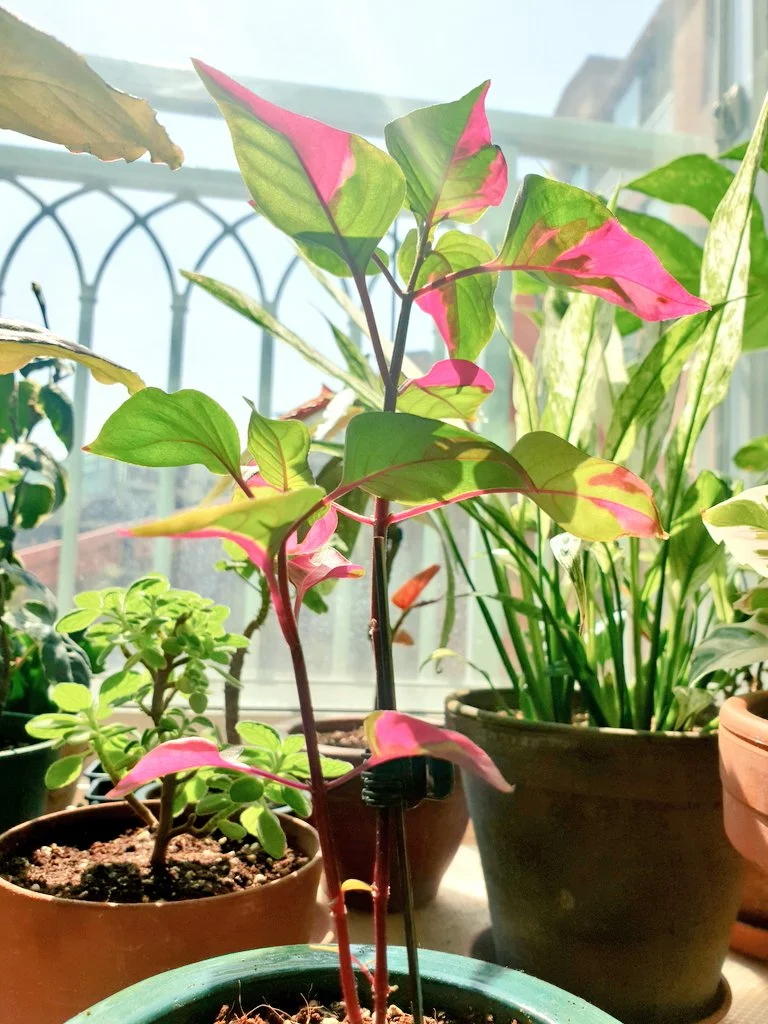 20200318_1.jpg?type=w1