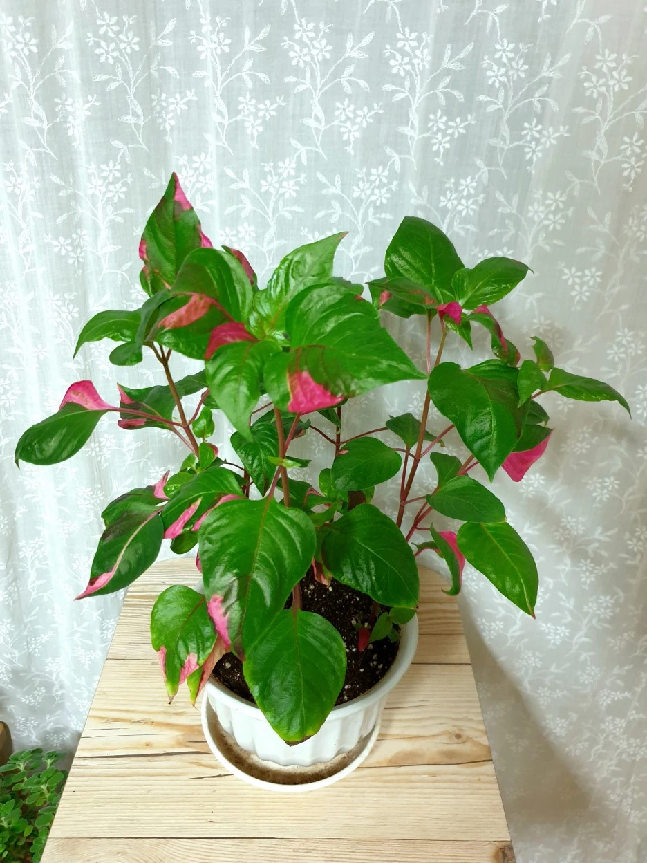 20210527_203749.jpg?type=w1